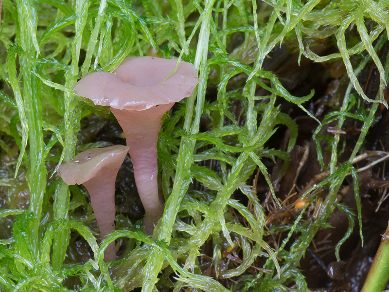 Sarcoleotia turficola